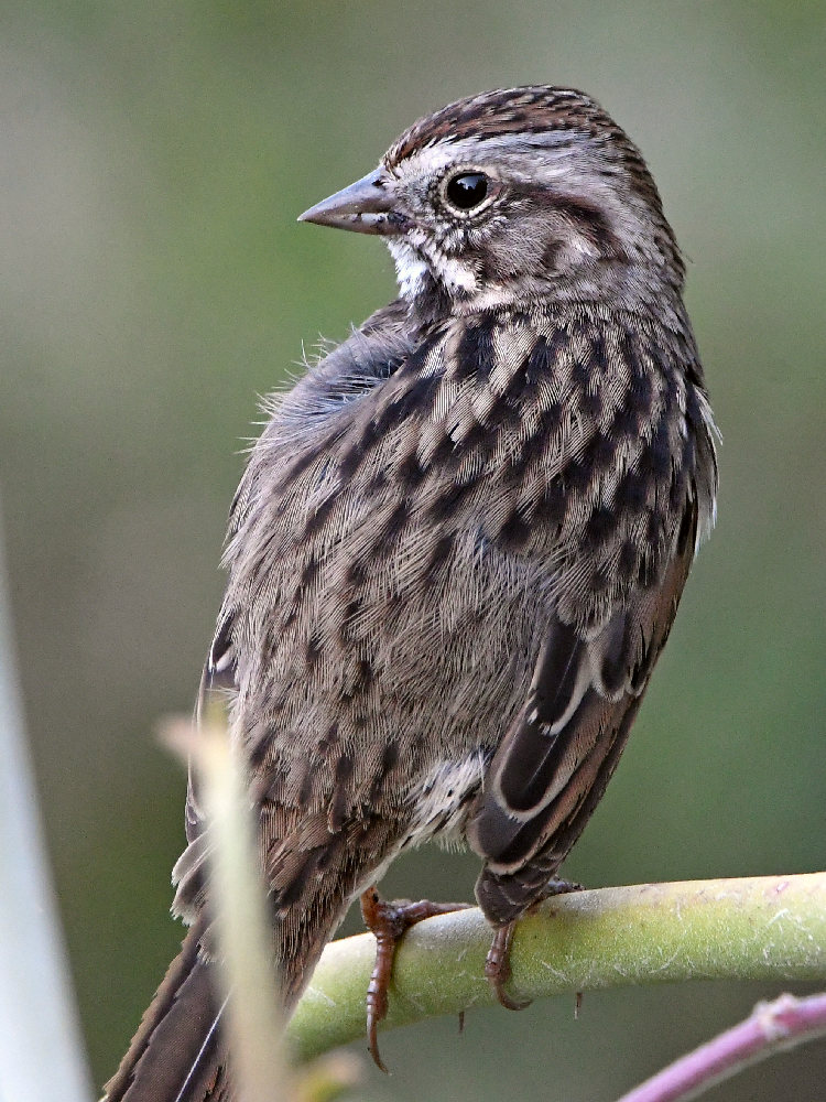 Sparrow3.jpg