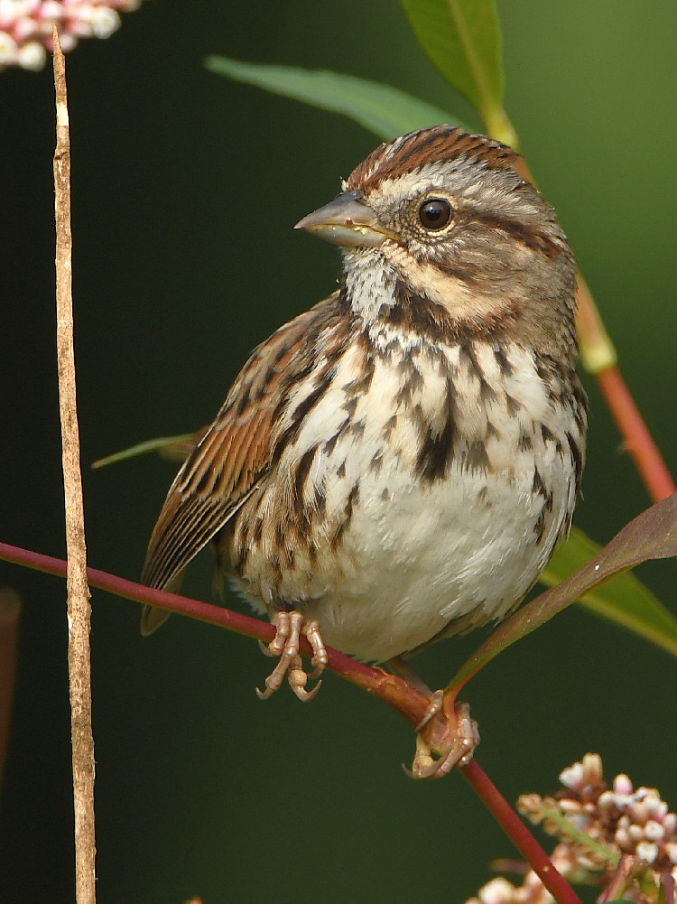 Sparrow3.jpg