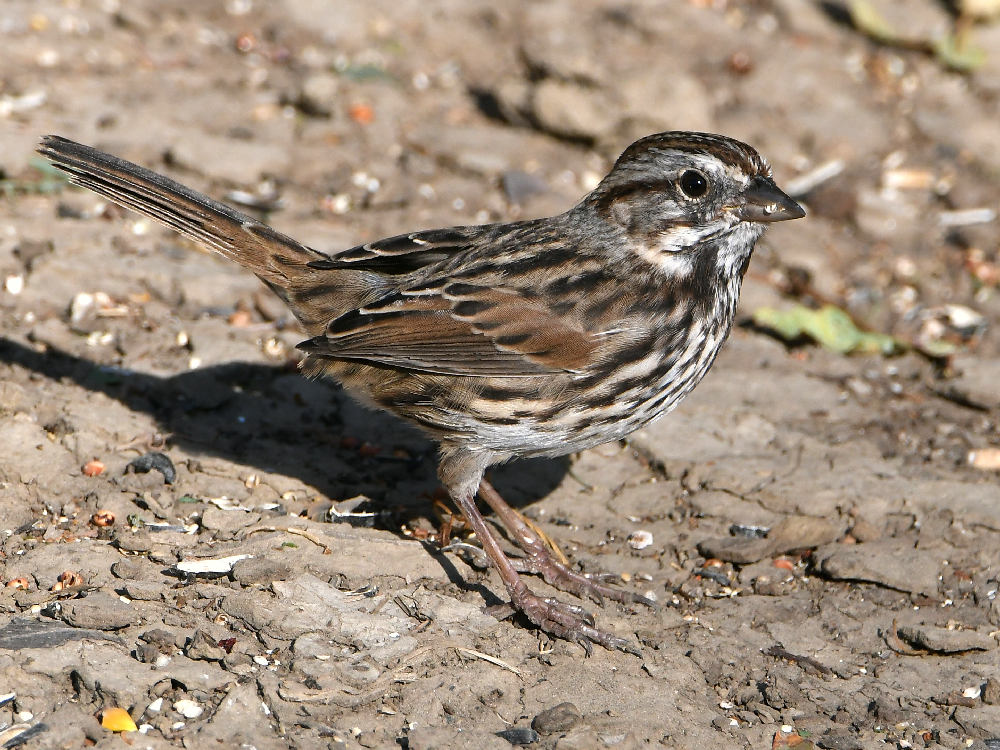 Sparrow3.jpg