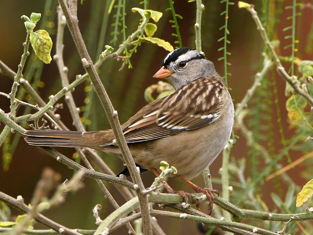 Sparrow3.jpg