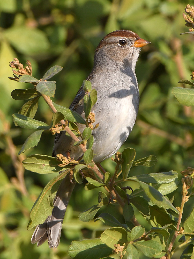 Sparrow3.jpg