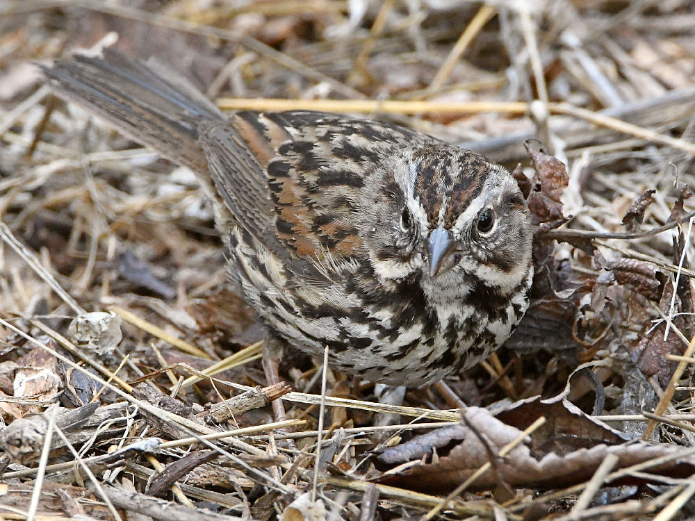 Sparrow3.jpg