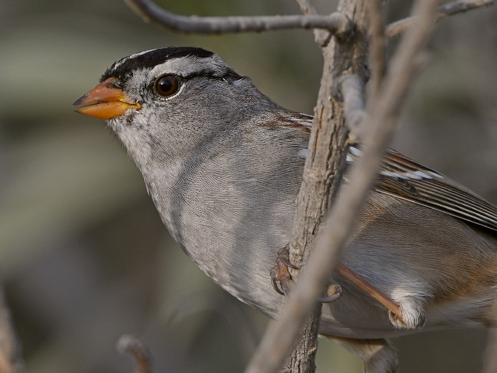 Sparrow3.jpg