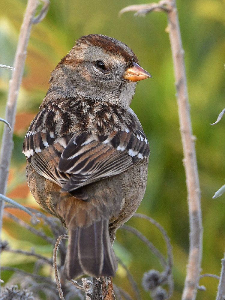 Sparrow3.jpg