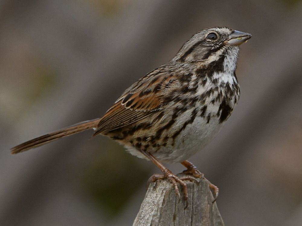 Sparrow3.jpg