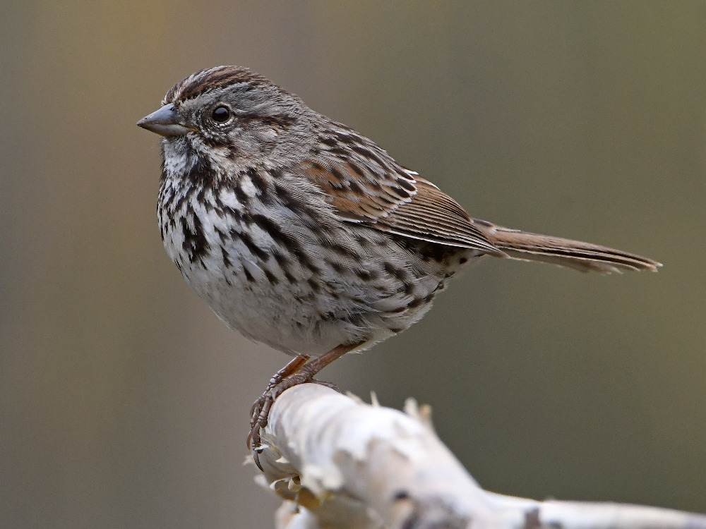 Sparrow3.jpg