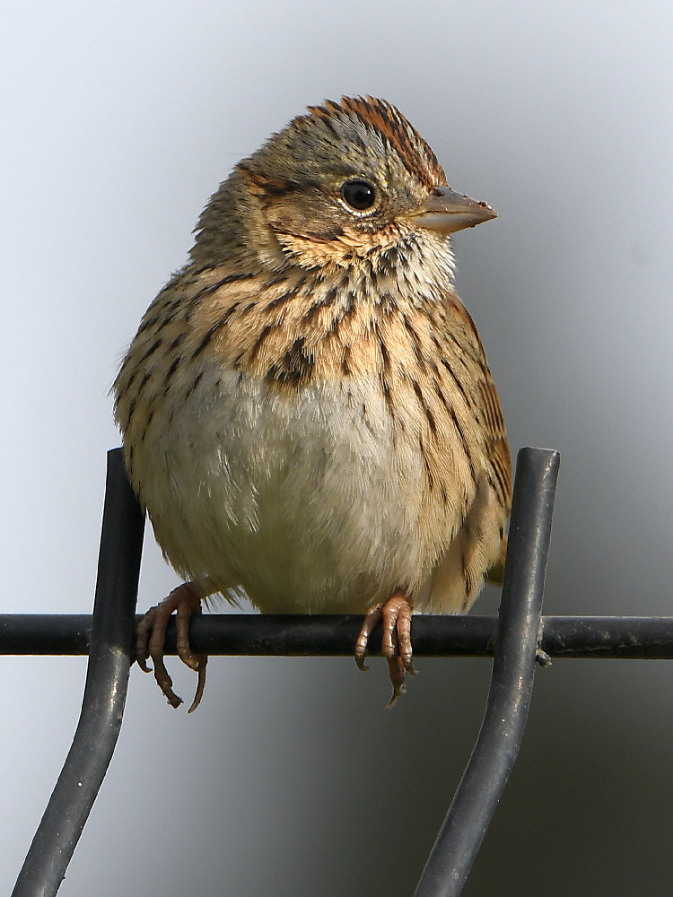 Sparrow3.jpg