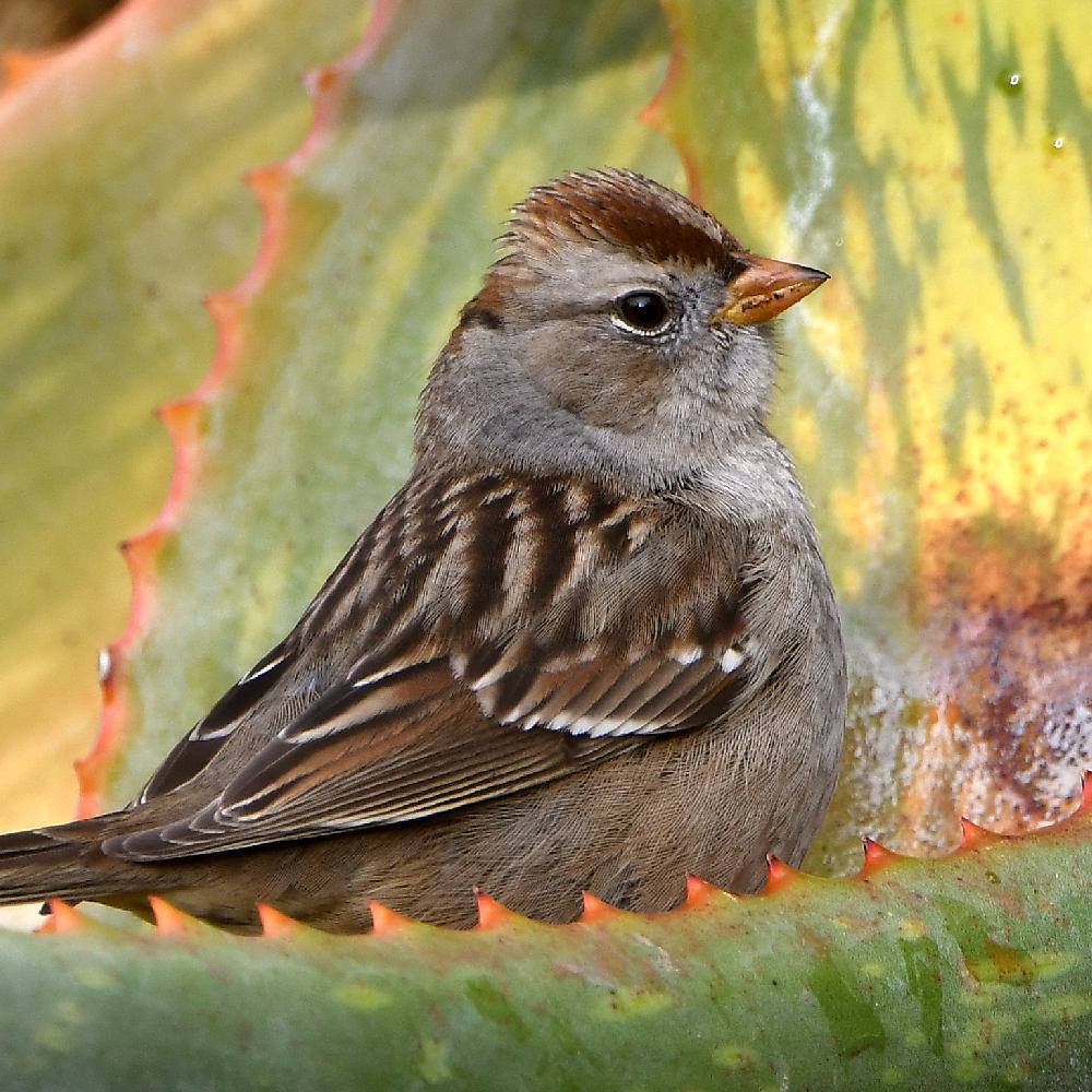 Sparrow3.jpg