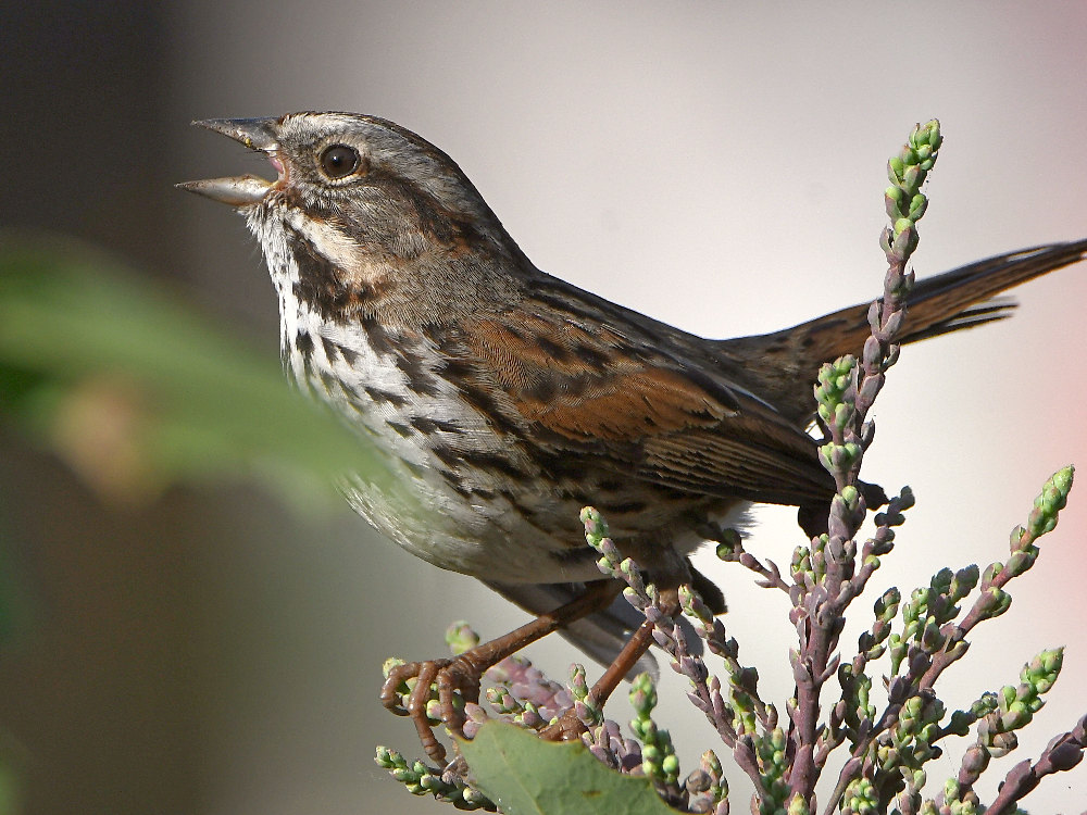 Sparrow3.jpg