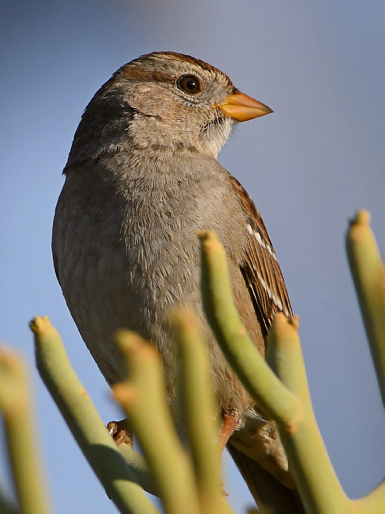 Sparrow3.jpg