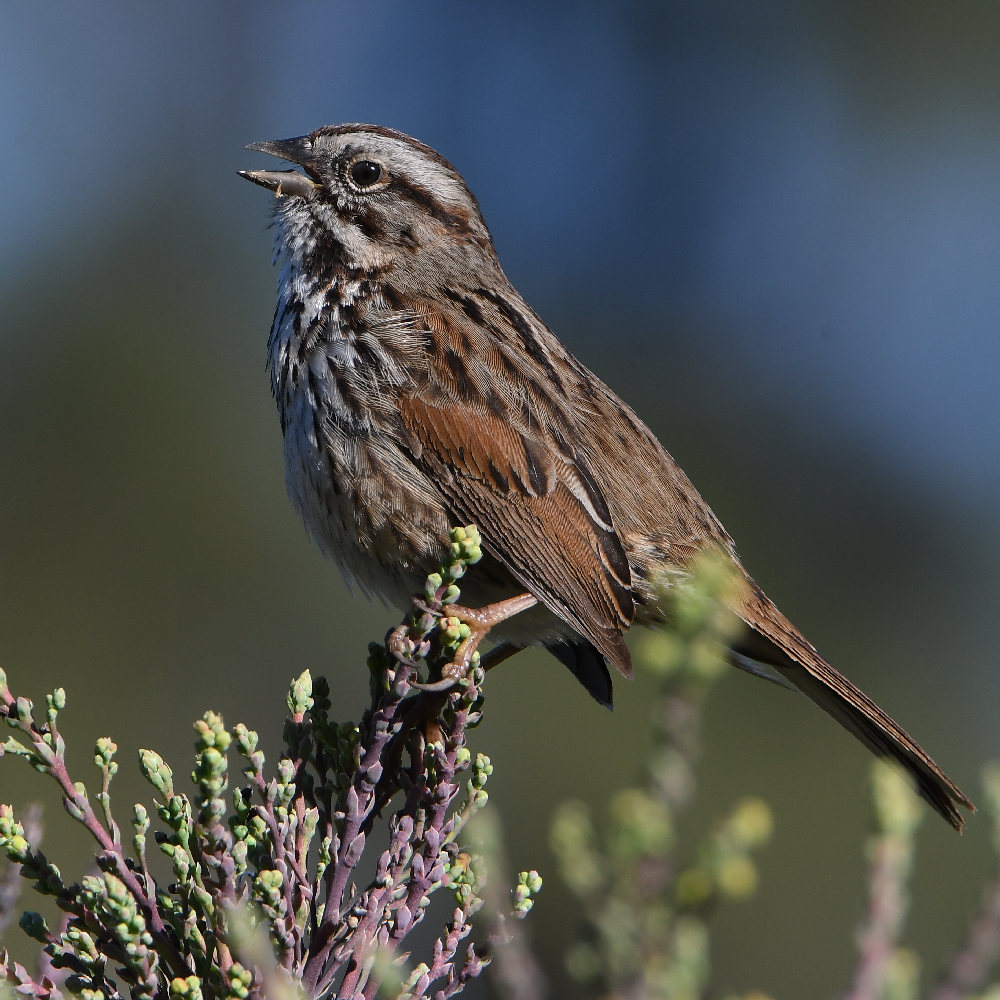 Sparrow3.jpg