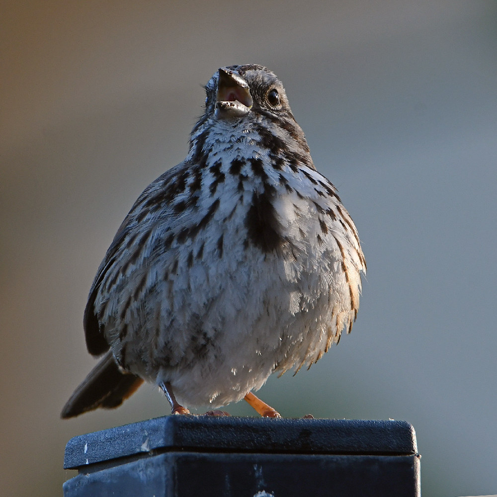 Sparrow3.jpg