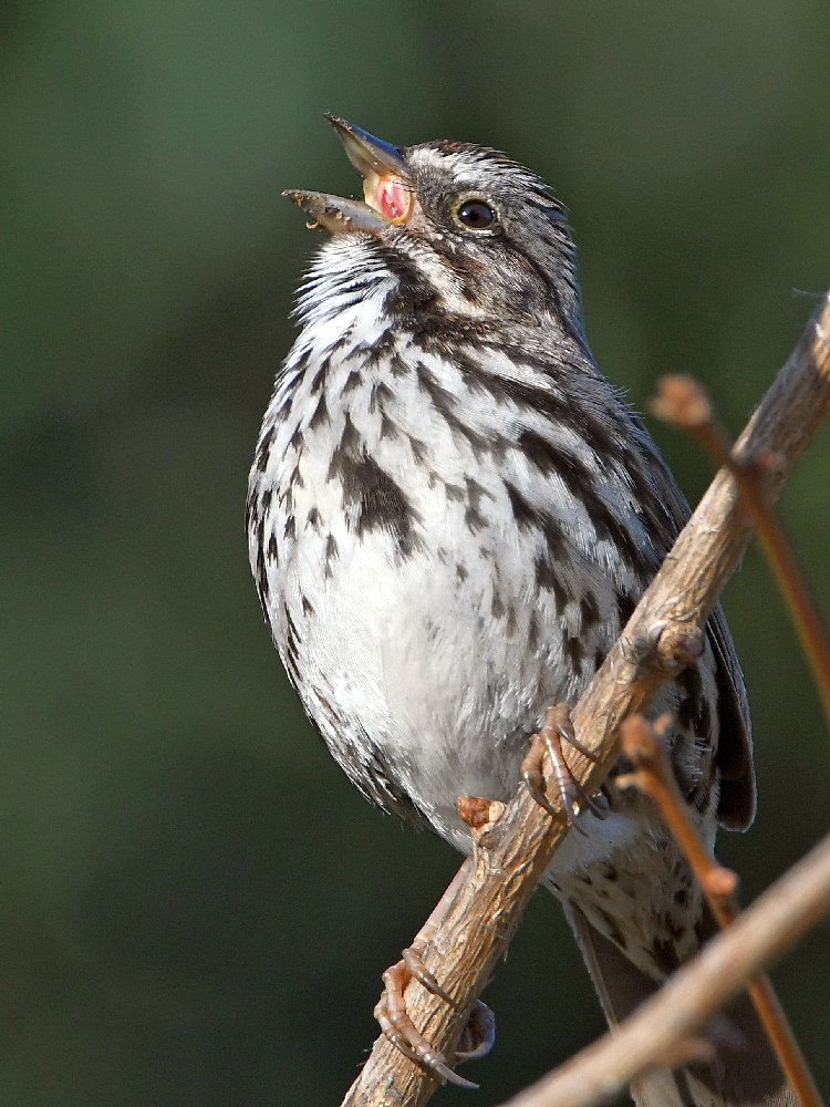 Sparrow3.jpg