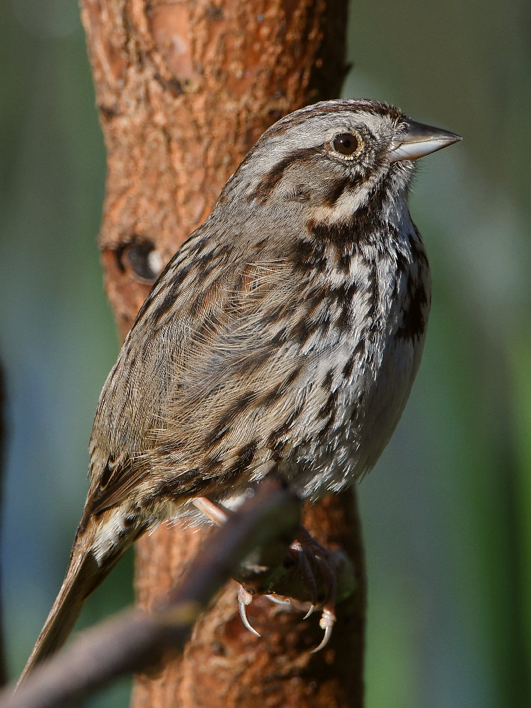 Sparrow3.jpg