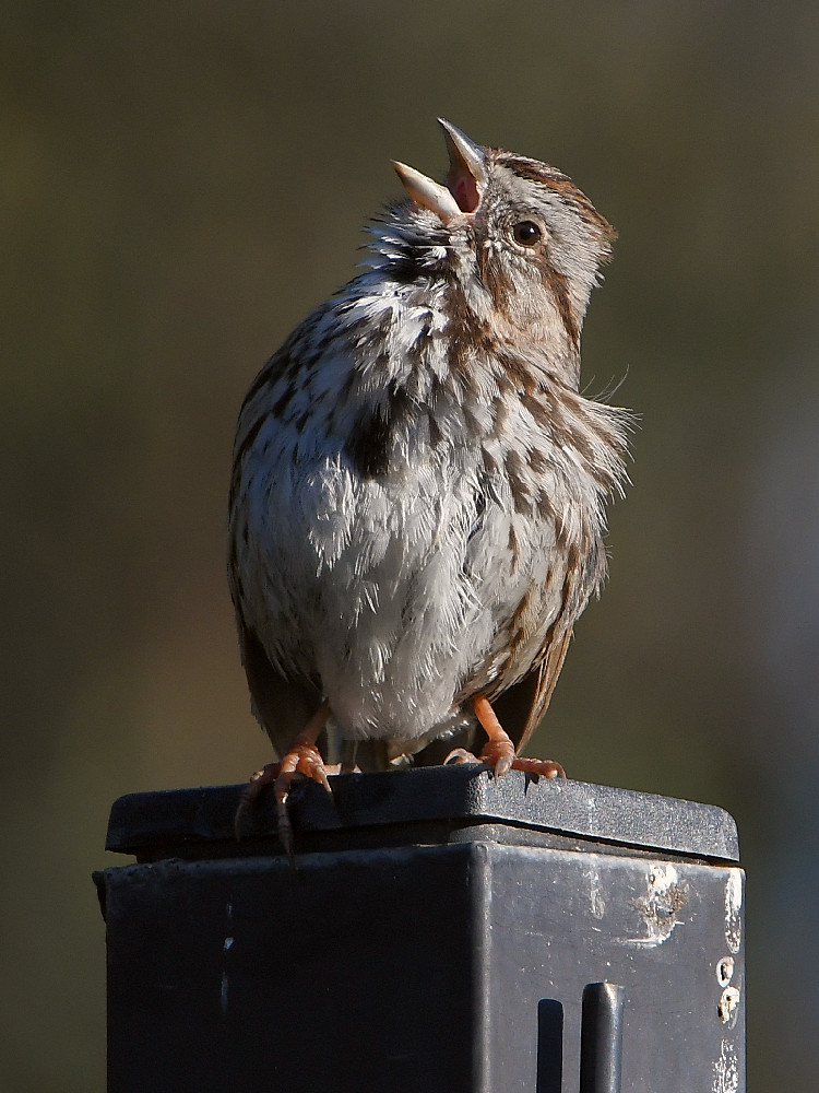 Sparrow3.jpg