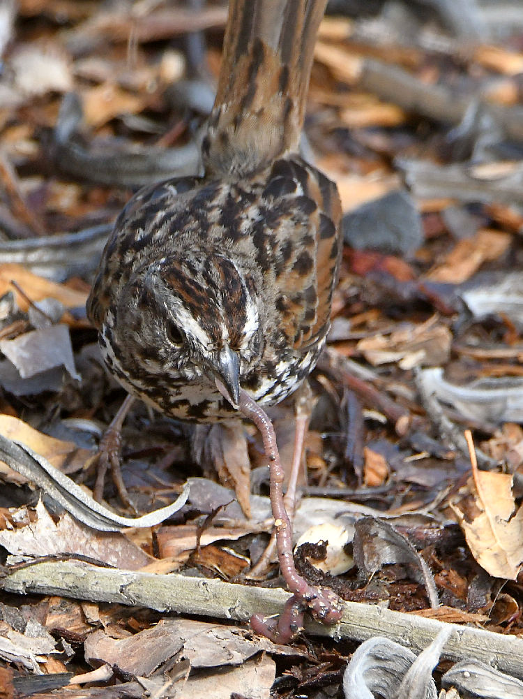 Sparrow3.jpg