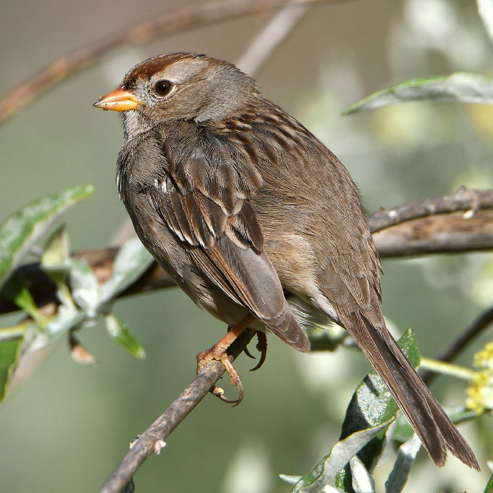 Sparrow3.jpg