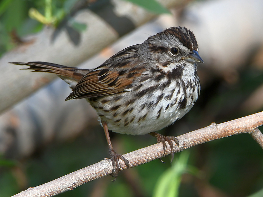 Sparrow3.jpg