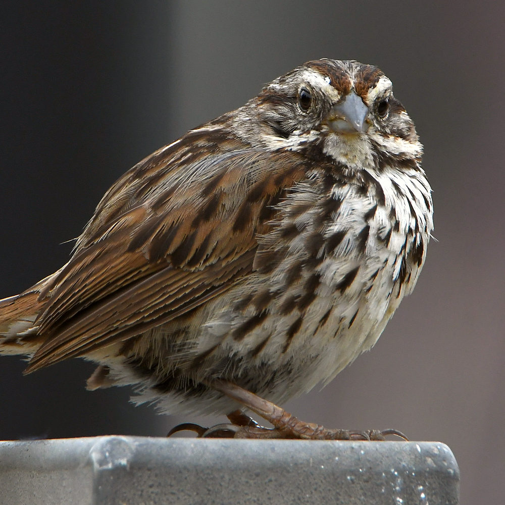 Sparrow3.jpg