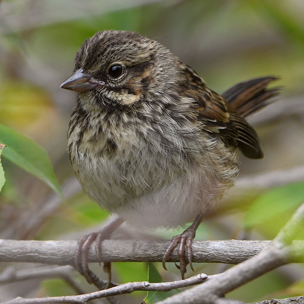Sparrow3.jpg
