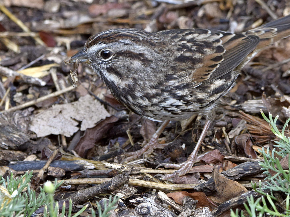 Sparrow3.jpg