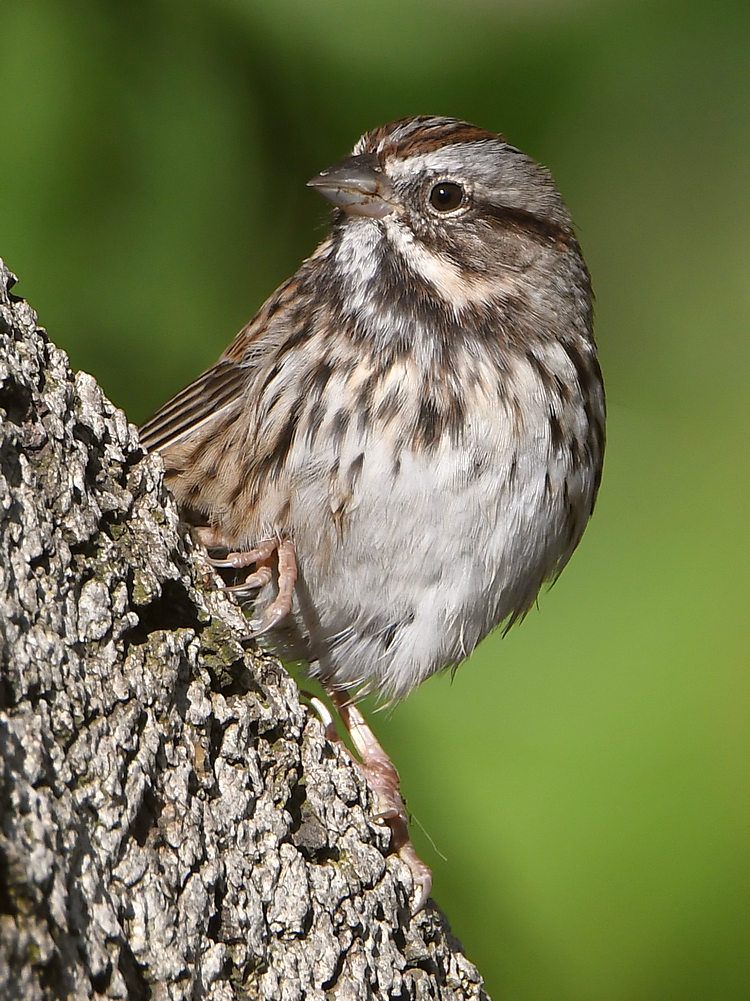 Sparrow3.jpg