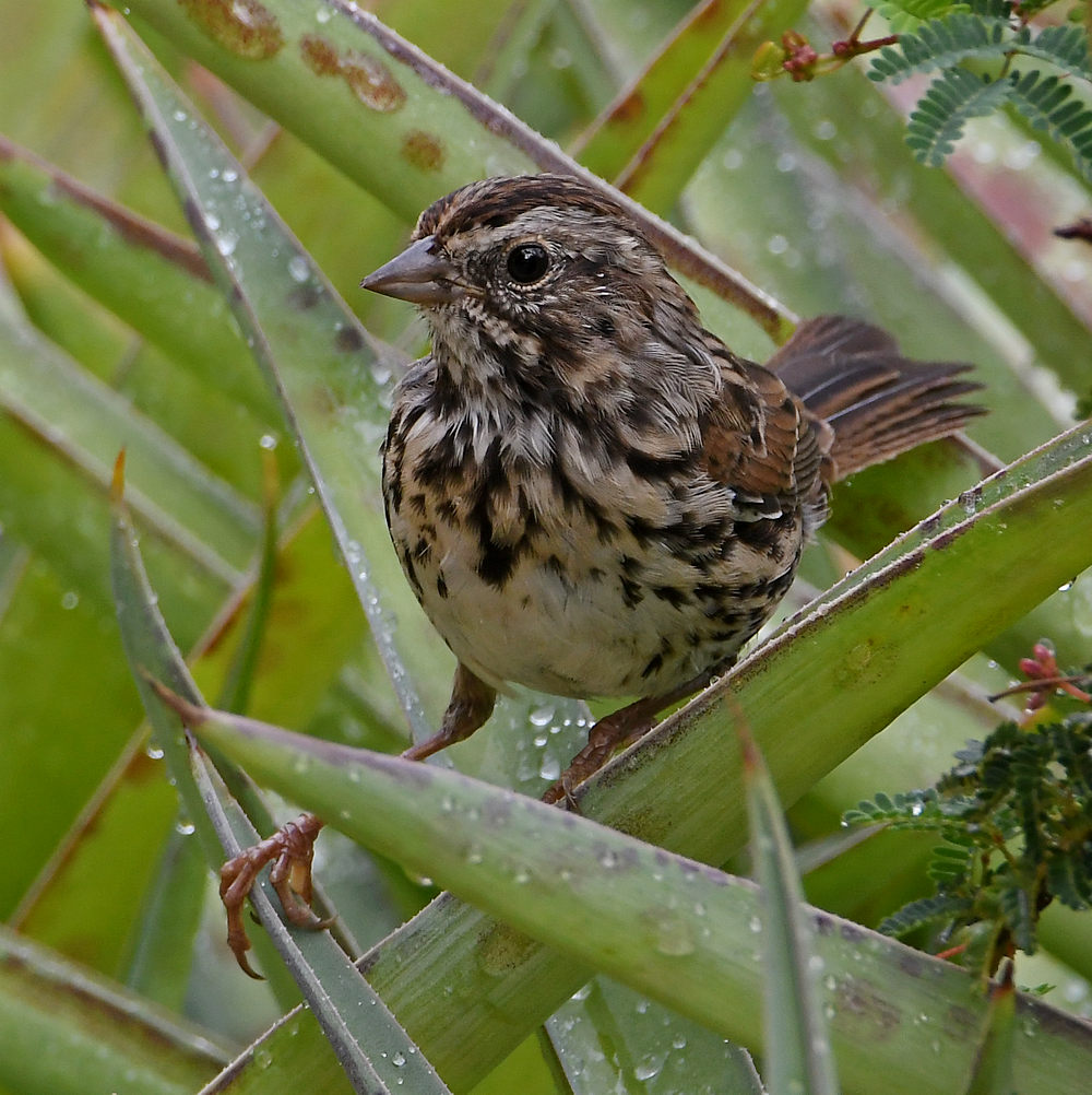 Sparrow3.jpg