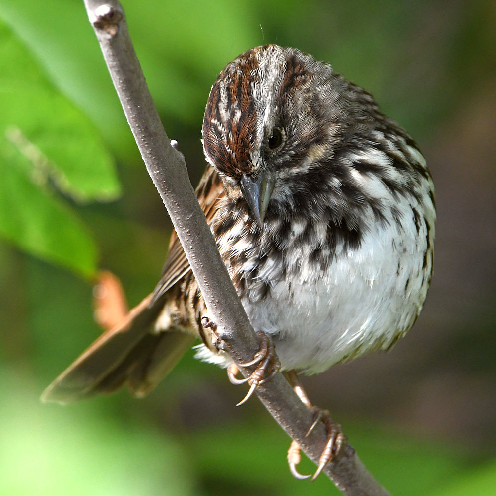Sparrow3.jpg