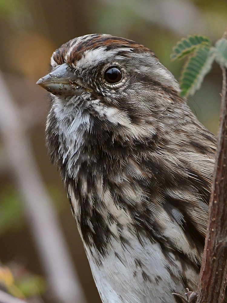 Sparrow3.jpg