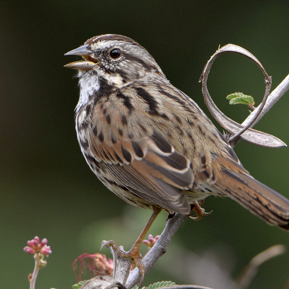 Sparrow3.jpg