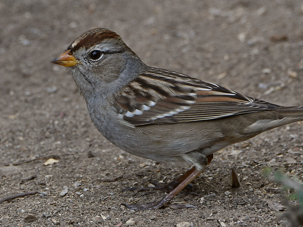 Sparrow3.jpg