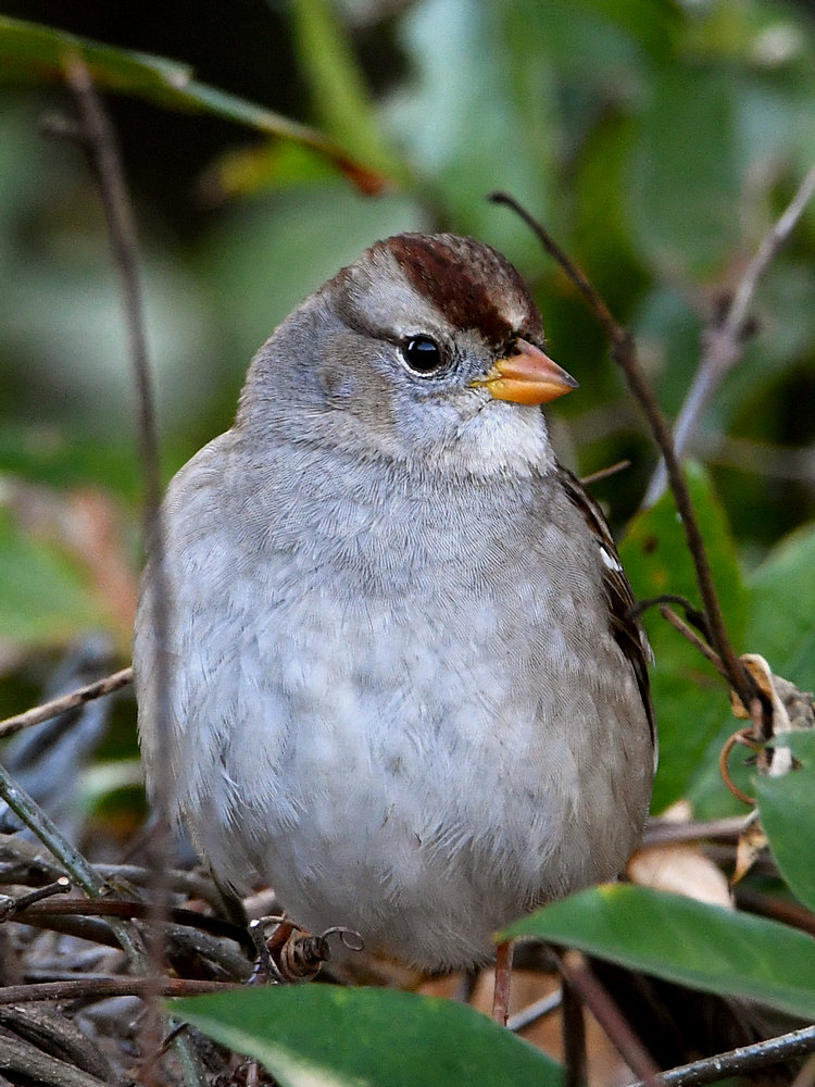 Sparrow3.jpg