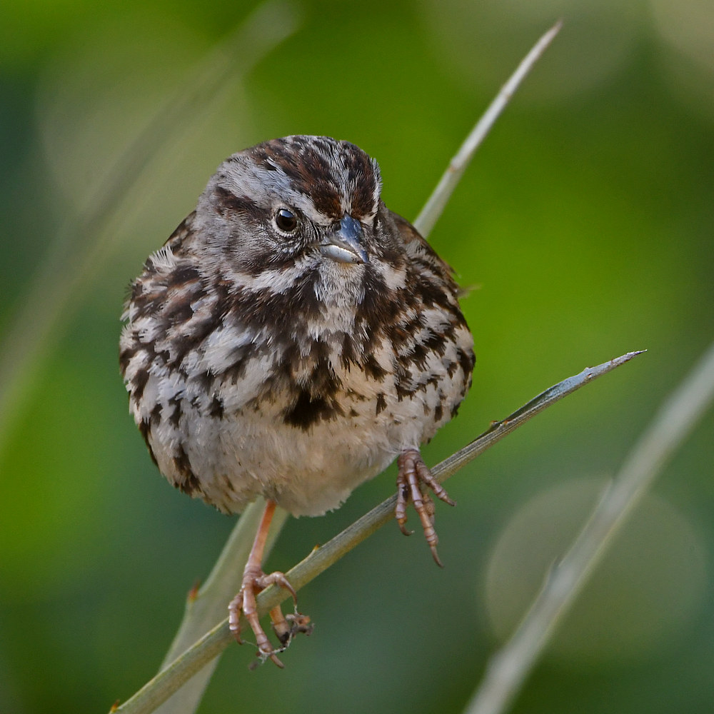 Sparrow3.jpg