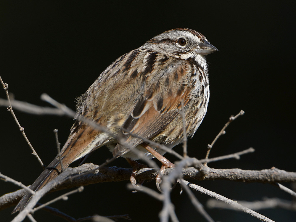 Sparrow3.jpg