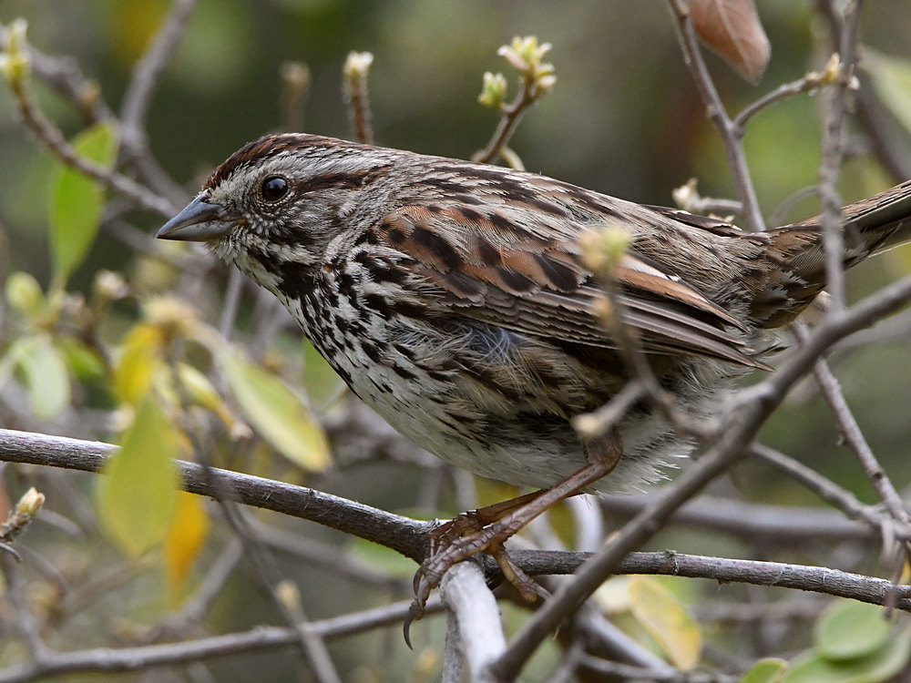 Sparrow3.jpg