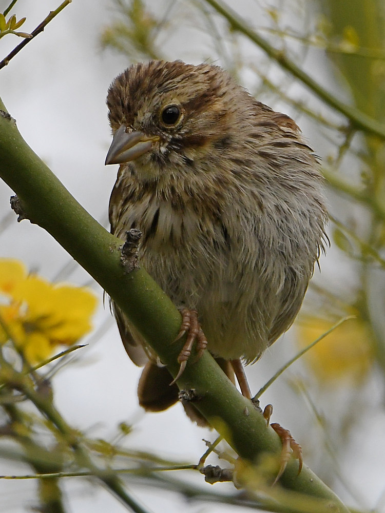 Sparrow3.jpg