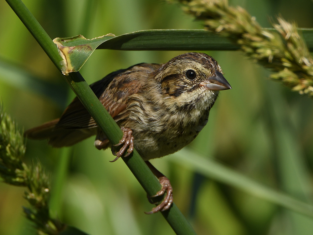 Sparrow3.jpg