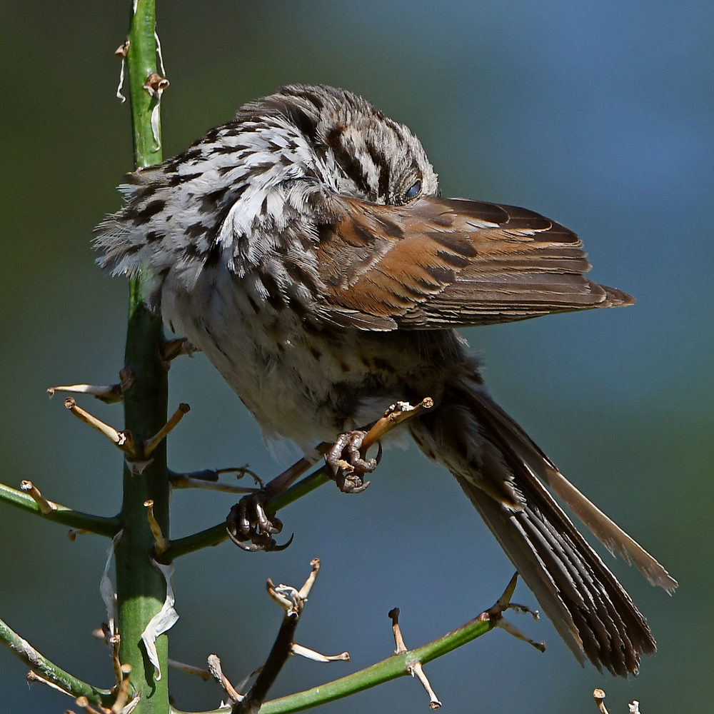 Sparrow3.jpg