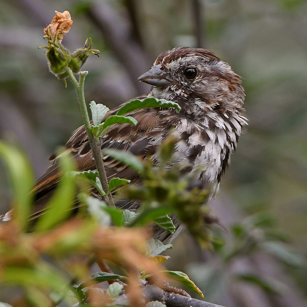 Sparrow3.jpg