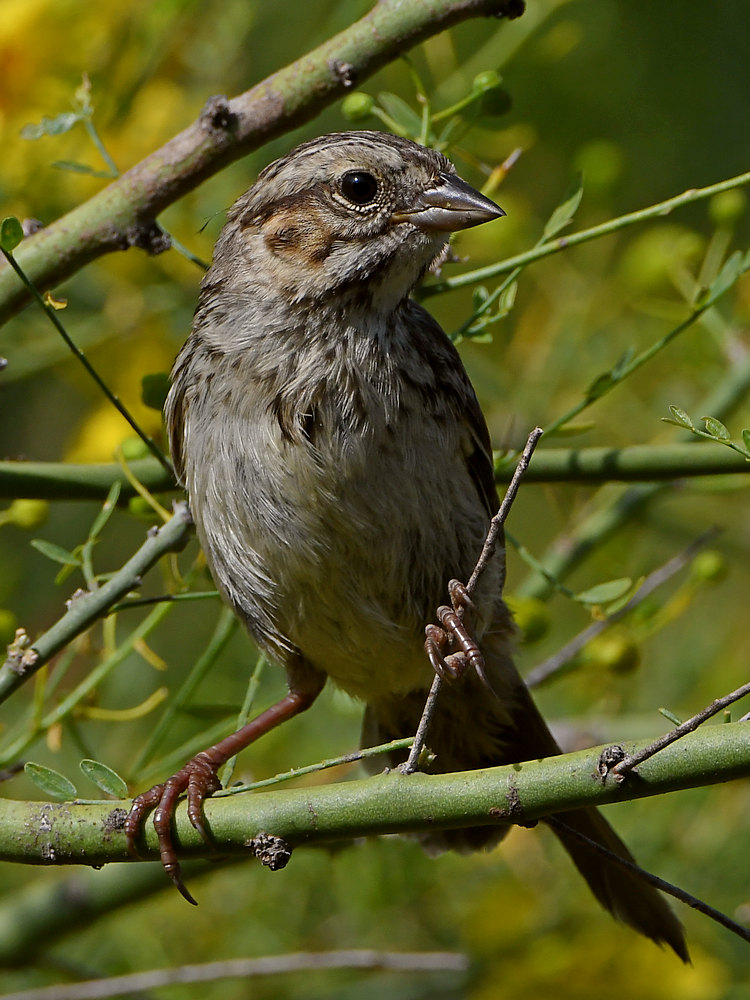 Sparrow3.jpg