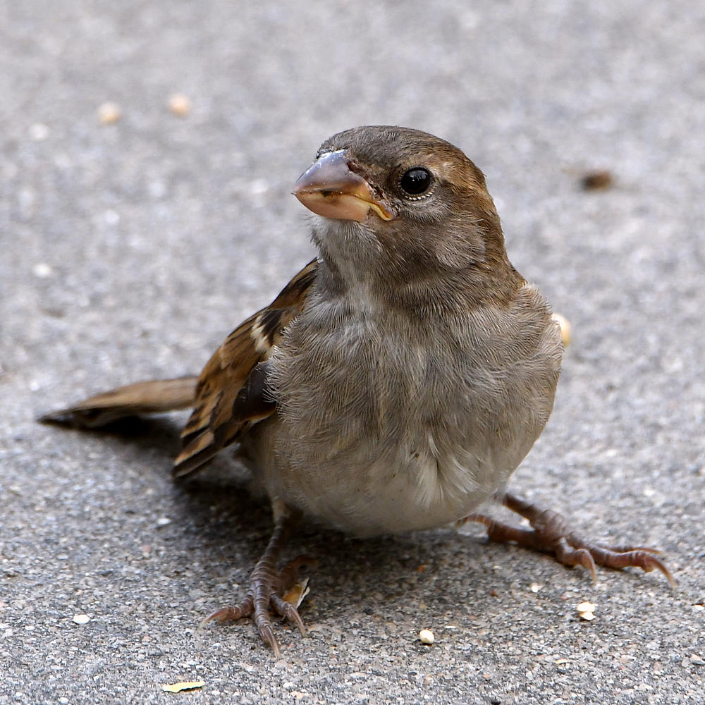 Sparrow3.jpg