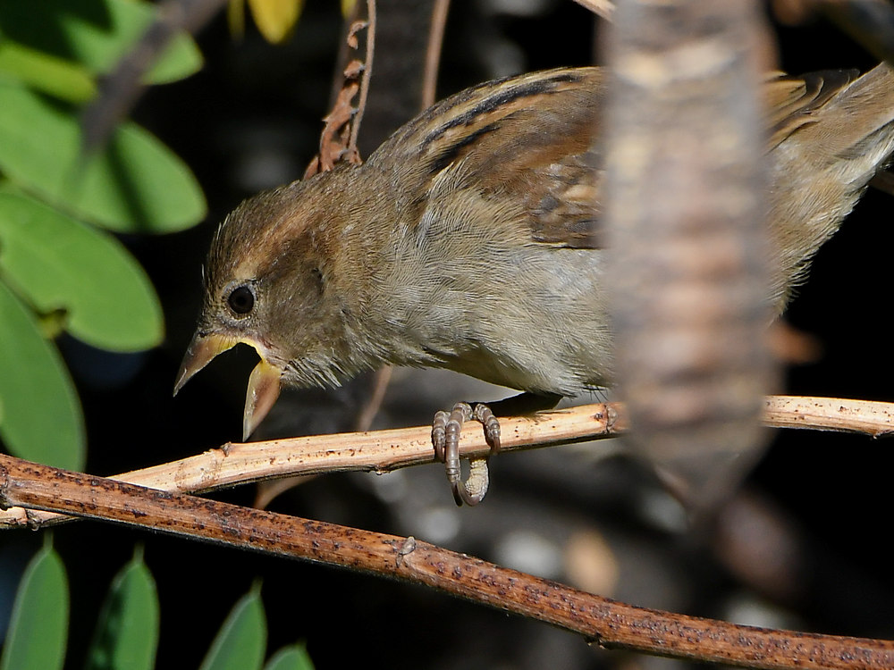 Sparrow3.jpg