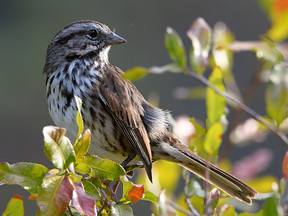 Sparrow3.jpg
