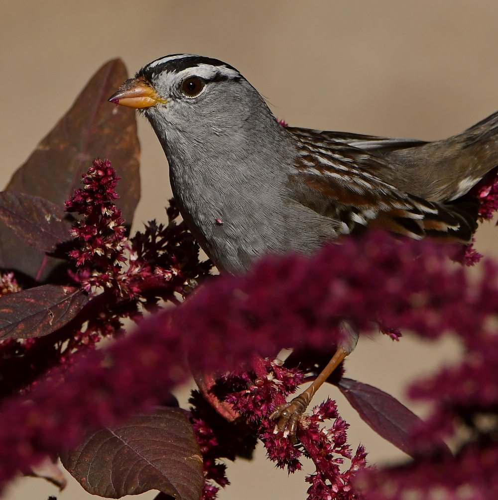 Sparrow3.jpg