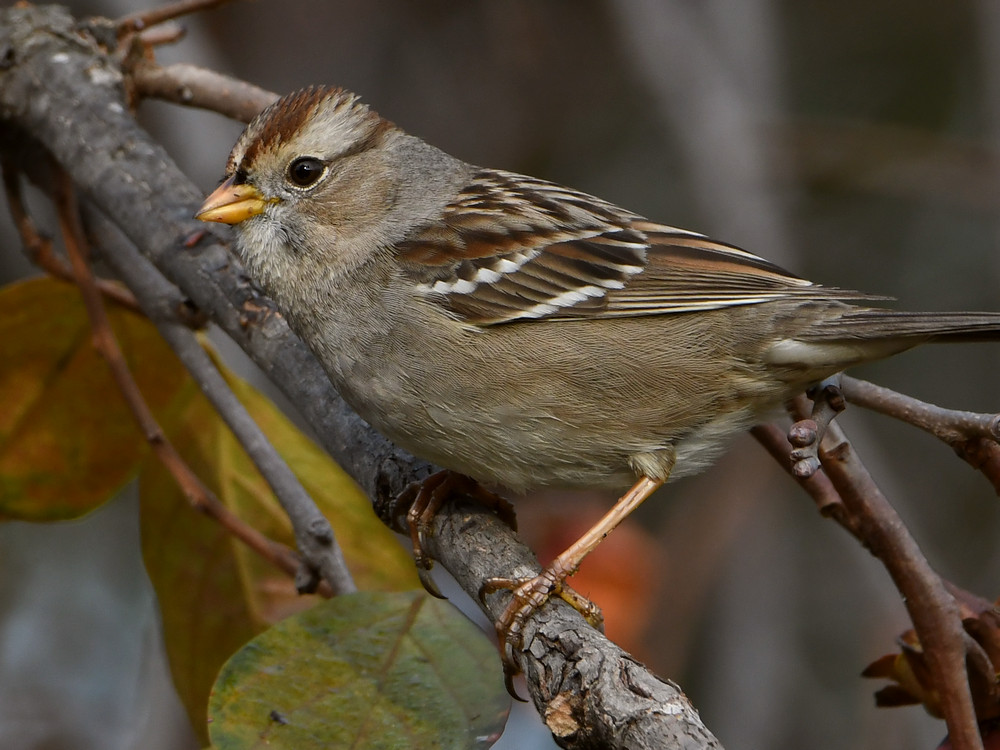 Sparrow3.jpg
