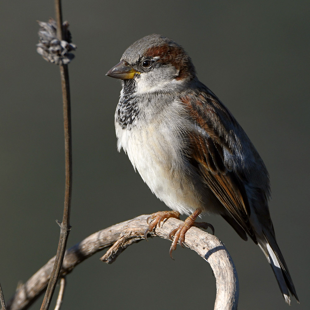Sparrow3.jpg