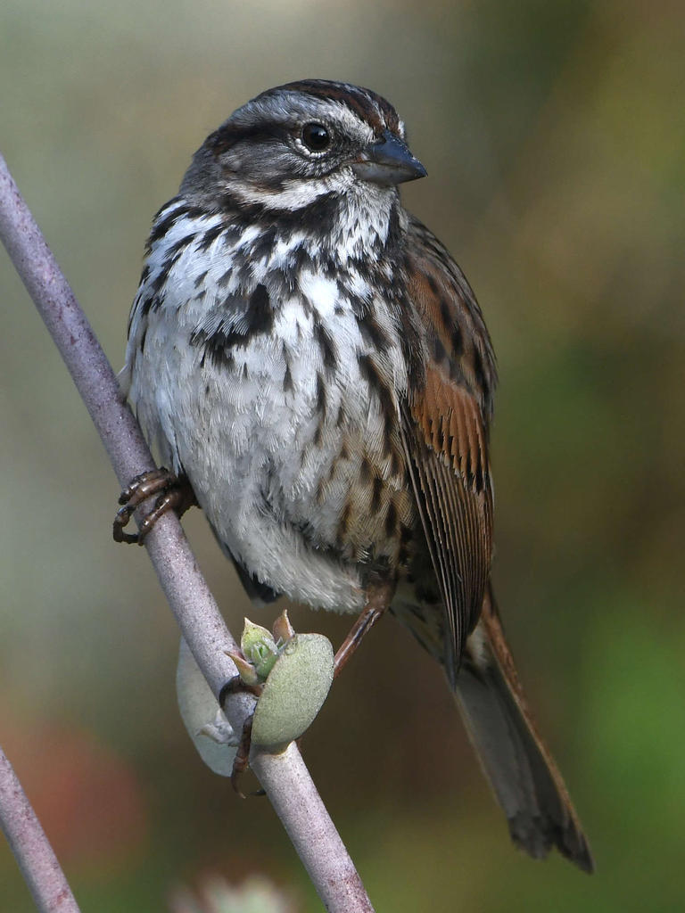 Sparrow3.jpg