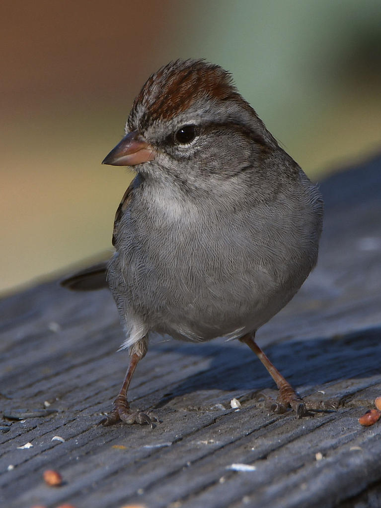 Sparrow3.jpg