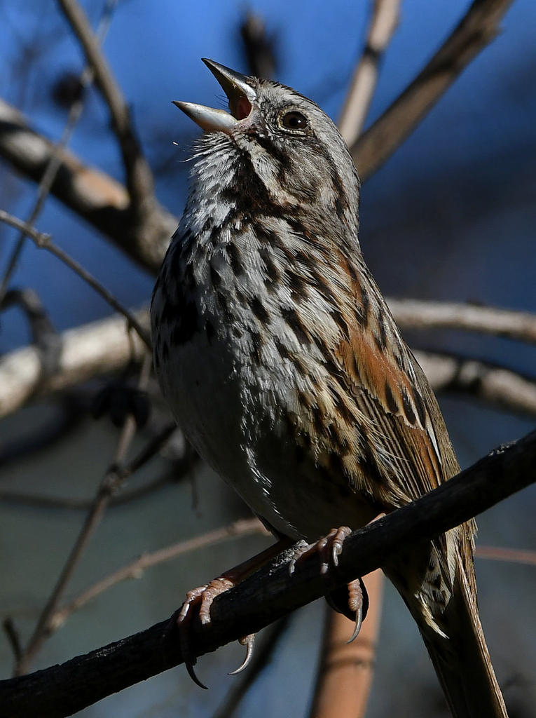 Sparrow3.jpg