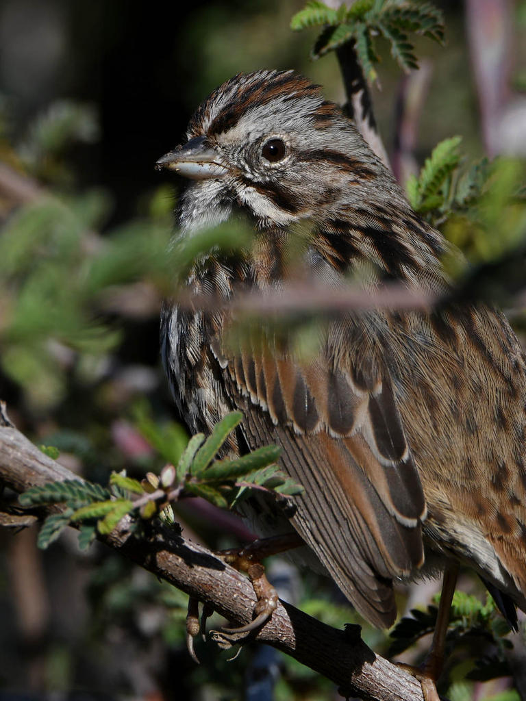Sparrow3.jpg